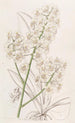Oncidium Farbe Stroh - Sydenham Edwards — Ansicht des Kunstwerks