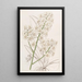 Oncidium Farbe Stroh - Sydenham Edwards — gerahmtes Bild an der Wand