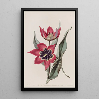 Sydenham Edwards - Strongsmelling Tulip.webp