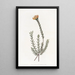 Pultenaea subombellée - Sydenham Edwards — gerahmtes Bild an der Wand