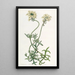 Verveine Farbe Schwefel - Sydenham Edwards — gerahmtes Bild an der Wand