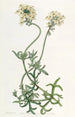 Verveine Farbe Schwefel - Sydenham Edwards — Ansicht des Kunstwerks