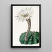 Cactus épicé doux - Sydenham Edwards — gerahmtes Bild an der Wand