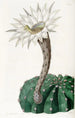 Cactus épicé doux - Sydenham Edwards — Ansicht des Kunstwerks
