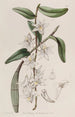Dendrobium à tige douce - Sydenham Edwards — Ansicht des Kunstwerks