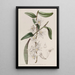 Dendrobium à tige douce - Sydenham Edwards — gerahmtes Bild an der Wand