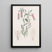 Collania douce - Sydenham Edwards — gerahmtes Bild an der Wand