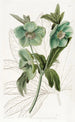 Hellébore doux - Sydenham Edwards — Ansicht des Kunstwerks