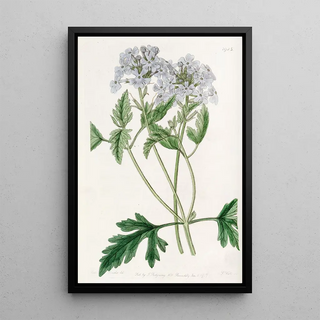 Sydenham Edwards - Sweet Lilac Vervain.webp