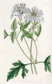 Verveine lilas douce - Sydenham Edwards — Ansicht des Kunstwerks