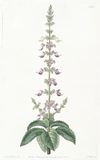 Sydenham Edwards - Sweetscented Coleus.webp