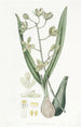 Epidendrum doux - Sydenham Edwards — Ansicht des Kunstwerks