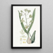 Epidendrum doux - Sydenham Edwards — gerahmtes Bild an der Wand
