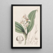 Orchis à cheveux doux - Sydenham Edwards — gerahmtes Bild an der Wand