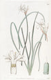 Leucocoryne doux - Sydenham Edwards — Ansicht des Kunstwerks