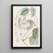 Mandevilla douce - Sydenham Edwards — gerahmtes Bild an der Wand