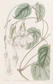 Mandevilla douce - Sydenham Edwards — Ansicht des Kunstwerks