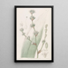 Spiralthread doux - Sydenham Edwards — gerahmtes Bild an der Wand
