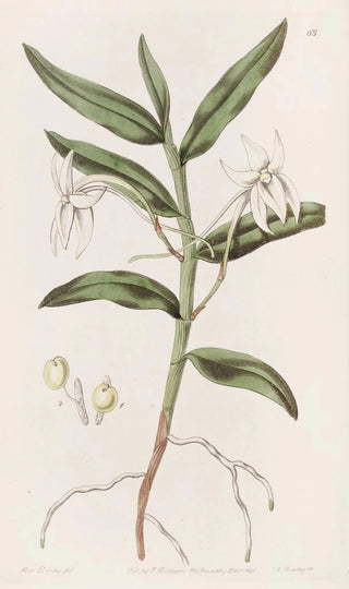 Sydenham Edwards - Swordleaved Angrec.webp