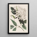 Jasmin à feuilles de tilleul - Sydenham Edwards — gerahmtes Bild an der Wand