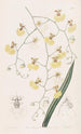 Oncidium mit Lindenblatt-Blättern - Sydenham Edwards — Ansicht des Kunstwerks
