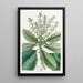 Arbousier oder Erdbeerbaum hoch - Sydenham Edwards — gerahmtes Bild an der Wand
