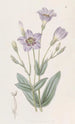 Eustoma hoch - Sydenham Edwards — Ansicht des Kunstwerks
