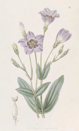 Sydenham Edwards - Tall Eustoma.webp