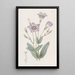 Eustoma hoch - Sydenham Edwards — gerahmtes Bild an der Wand