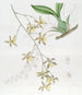 Großes Oncidium-Gemälde - Sydenham Edwards — Ansicht des Kunstwerks