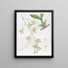 Großes Oncidium-Gemälde - Sydenham Edwards — gerahmtes Bild an der Wand