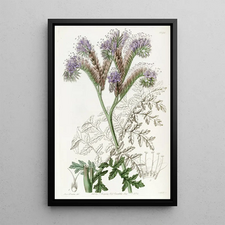 Sydenham Edwards - Tansyleaved Phacelia.webp