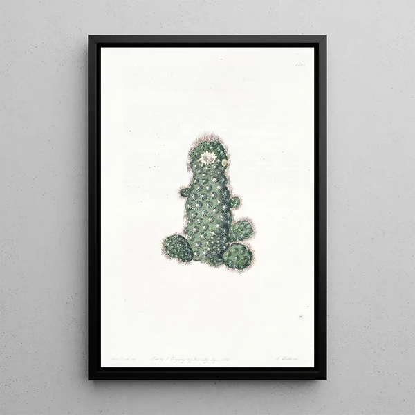 Sydenham Edwards - Taper Mammillaria.webp