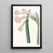 Coburgia Fauve - Sydenham Edwards — gerahmtes Bild an der Wand