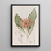 Daubenya fauve - Sydenham Edwards — gerahmtes Bild an der Wand