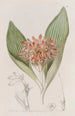 Daubenya fauve - Sydenham Edwards — Ansicht des Kunstwerks