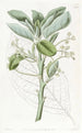 L'avocatier - Sydenham Edwards — Ansicht des Kunstwerks
