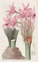 L'amaryllis de Banks - Sydenham Edwards — Ansicht des Kunstwerks
