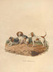 Der Beagle - Sydenham Edwards — Ansicht des Kunstwerks