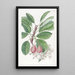 Der Birnbaum von Bollwyller - Sydenham Edwards — gerahmtes Bild an der Wand