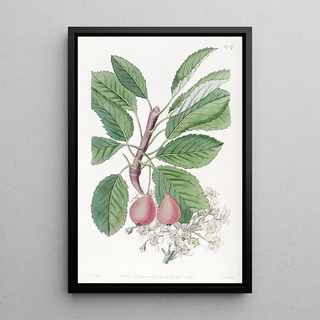 Sydenham Edwards - The Bollwyller Pear.webp