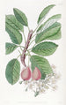 Der Birnbaum von Bollwyller - Sydenham Edwards — Ansicht des Kunstwerks