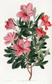 L'azalée chinoise rouge brique - Sydenham Edwards — Ansicht des Kunstwerks