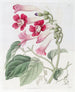 Le Bignonia Chérère - Sydenham Edwards — Ansicht des Kunstwerks