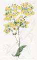 La fleur de pantoufle de Chiloé - Sydenham Edwards — Ansicht des Kunstwerks