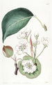 Der chinesische Birnbaum - Sydenham Edwards — Ansicht des Kunstwerks