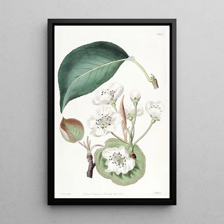 Sydenham Edwards - The Chinese Pear.webp