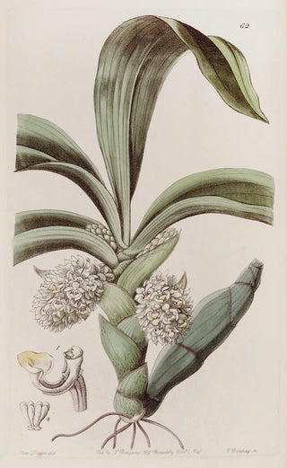 Sydenham Edwards - The Closeheaded Woolwort.webp