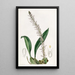 Le bolbophyllum coco - Sydenham Edwards — gerahmtes Bild an der Wand