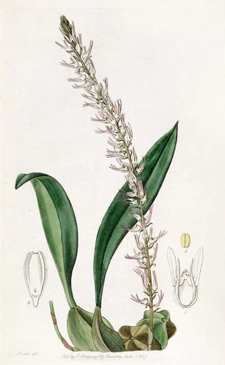 Sydenham Edwards - The Cocoanut Bolbophyllum.webp